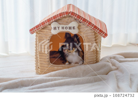 「MY HOME」の表札がある家の形のベッドの中でフセする犬 「MY HOME」の表札がある家の形のベッドの中でフセする犬 108724732