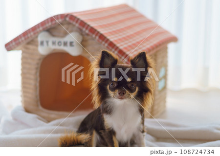 「MY HOME」の表札がある家の形のベッドの前におすわりする犬 「MY HOME」の表札がある家の形のベッドの前におすわりする犬 108724734