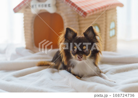 「MY HOME」の表札がある家の形のベッドの前でフセする犬 「MY HOME」の表札がある家の形のベッドの前でフセする犬 108724736