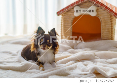 「MY HOME」の表札がある家の形のベッドの前でフセする犬 「MY HOME」の表札がある家の形のベッドの前でフセする犬 108724737