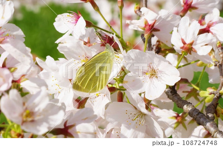 桜の花に蜜を吸いに来たモンシロチョウ 桜の花に蜜を吸いに来たモンシロチョウ 108724748