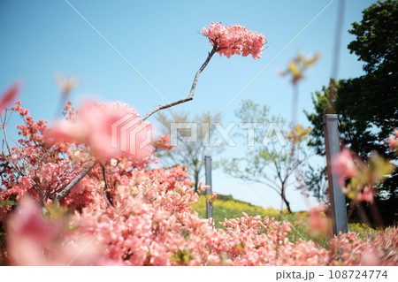 たくさんの春 108724774