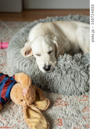 A puppy of a golden retriever is resting in a dog bed. A puppy of a golden retriever is resting in a dog bed. 108724888
