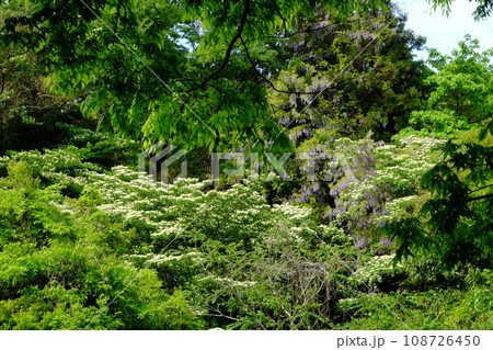 新緑の木々に囲まれたミズキと野フジ　【相模原市津久井　4月】 108726450