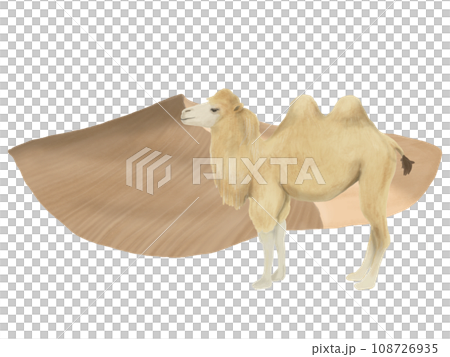 ラクダと砂漠のイラスト ラクダと砂漠のイラスト 108726935