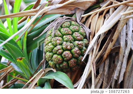 沖縄県石垣島のアダン 108727263