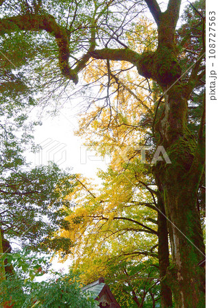 三朝神社の巨木 三朝神社の巨木 108727563