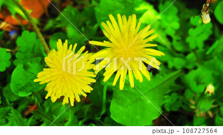 タンポポの花や綿毛のある風景 タンポポの花や綿毛のある風景 108727564