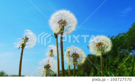 タンポポの花や綿毛のある風景 タンポポの花や綿毛のある風景 108727570
