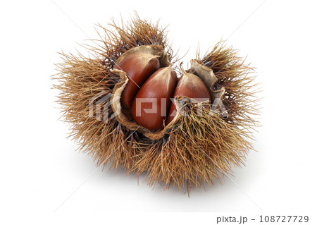 たくさんの栗 たくさんの栗 108727729