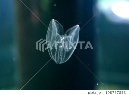カブトクラゲ 108727838