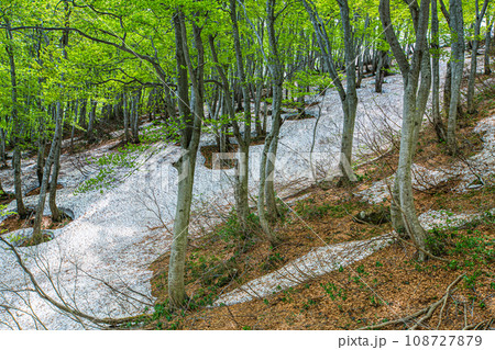 【新潟県･佐渡･ブナ林】北岳のブナ新緑 5月 108727879