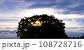 大きな木と朝日 108728716