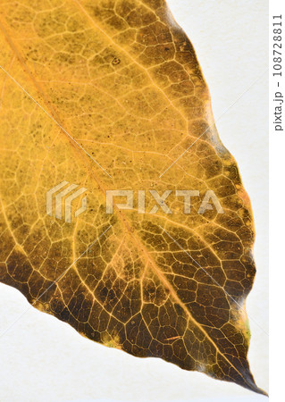 広葉樹・カクレミノ（隠蓑）の紅葉・背景素材 108728811