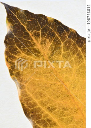 広葉樹・カクレミノ（隠蓑）の紅葉・背景素材 108728812