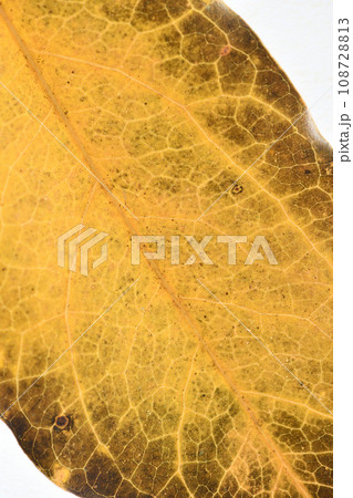 広葉樹・カクレミノ(隠蓑)の紅葉・背景素材 広葉樹・カクレミノ(隠蓑)の紅葉・背景素材 108728813