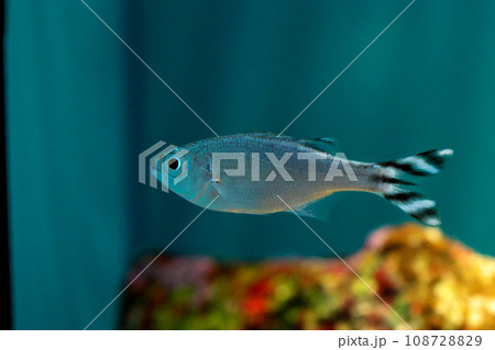 ギンユゴイ 108728829