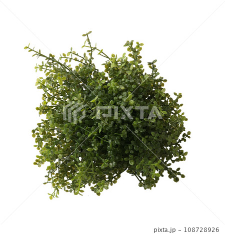 Close up of succulent plant isolated on white background. Real photography on the white colour bacground. Sedum, stonecrop. 108728926
