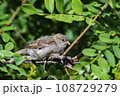 A sparrow bird on a tree branch with green leaves. 108729279
