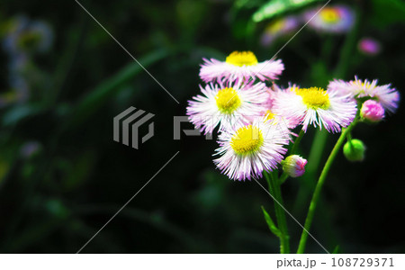 ハルジオンの花のある春の風景 ハルジオンの花のある春の風景 108729371
