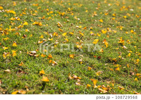 銀杏並木ーふくい健康の森 108729568