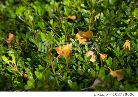 銀杏並木ーふくい健康の森 108729606