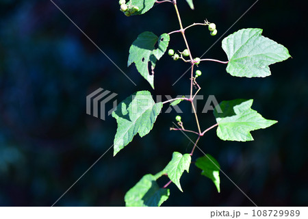 野山に自生するヤマブドウ　オールドレンズ撮影 108729989