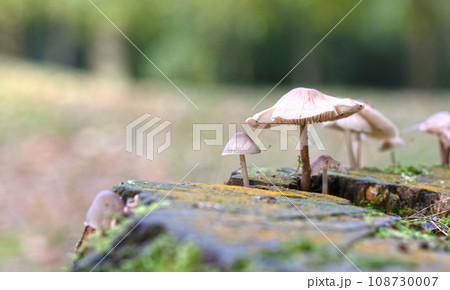 Group of brown mushrooms in a forest at autumn Group of brown mushrooms in a forest at autumn 108730007