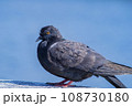 Black pigeon of the columbidae bird family. 108730180