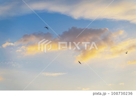 Scenic sky, sunset, birds in clouds, natural background Scenic sky, sunset, birds in clouds, natural background 108730236