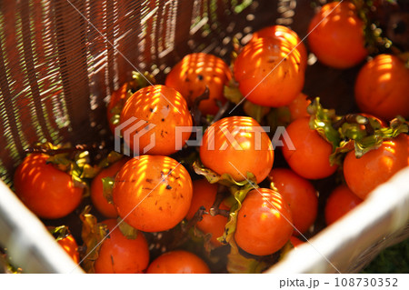 収穫した柿 108730352