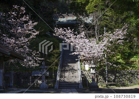 桜に包まれた鎌倉甘縄神明宮 108730819