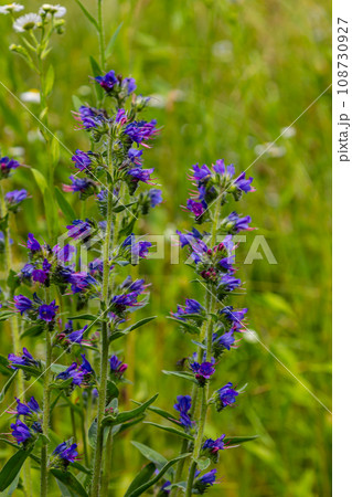 Viper's bugloss or blueweed Echium vulgare flowering in meadow on the natural green blue background. Macro. Selective focus. Front view Viper's bugloss or blueweed Echium vulgare flowering in meadow on the natural green blue background. Macro. Selective focus. Front view 108730927