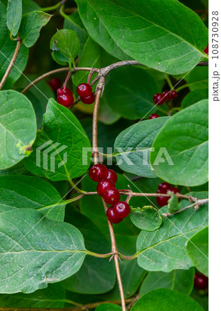 Festive Holiday Honeysuckle Branch with Red Berries Lonicera xylosteum Festive Holiday Honeysuckle Branch with Red Berries Lonicera xylosteum 108730928