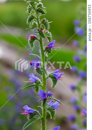 Viper's bugloss or blueweed Echium vulgare flowering in meadow on the natural green blue background. Macro. Selective focus. Front view Viper's bugloss or blueweed Echium vulgare flowering in meadow on the natural green blue background. Macro. Selective focus. Front view 108730955
