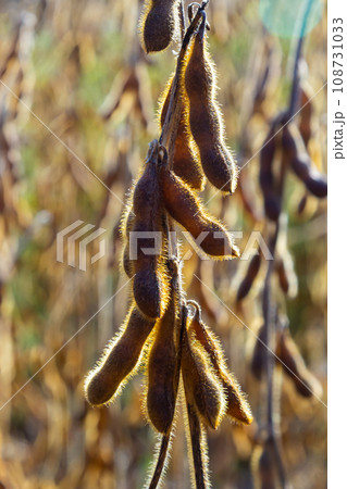 Soybeans pod macro. Harvest of soy beans - agriculture legumes plant. Soybean field - dry soyas pods 108731033