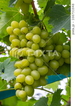 Juicy and tasty big bunches of ripe grapes on plantation bushes Juicy and tasty big bunches of ripe grapes on plantation bushes 108731048