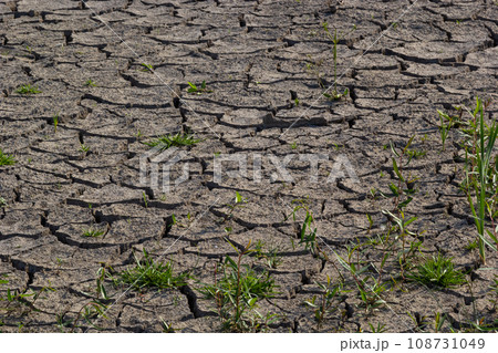 The concept of environmental restoration The growth of seedlings on cracked soil, cracked soil in the dry season affected by global warming causes climate change, water shortages 108731049
