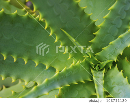 アロエの葉 108731120