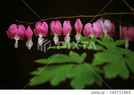 ケマンソウ 108731968