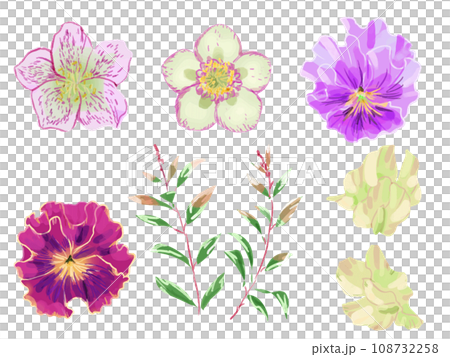 Ruffled pansies and christmas rose watercolor illustration Ruffled pansies and christmas rose watercolor illustration 108732258