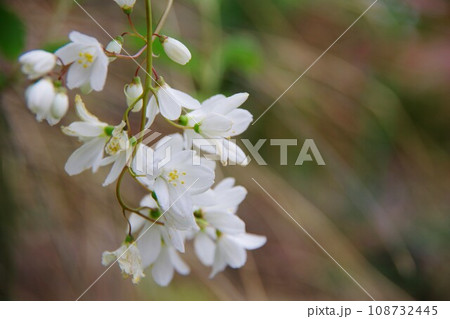 ヒメウツギ 姫空木 ヒメウツギ 姫空木 108732445