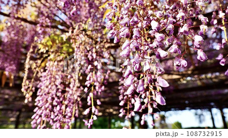 朝の公園の東屋に垂れ下がる満開の藤の花々 朝の公園の東屋に垂れ下がる満開の藤の花々 108732915