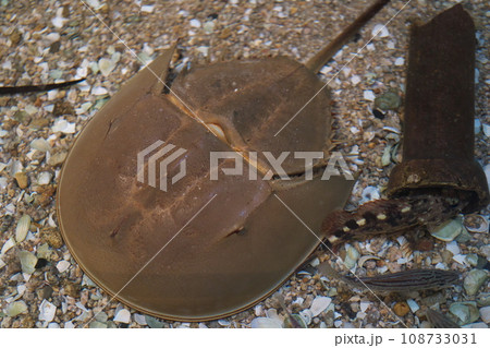 カブトガニ 108733031