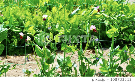 夏の晴れた日のさやえんどうの花がさく畑 夏の晴れた日のさやえんどうの花がさく畑 108733312