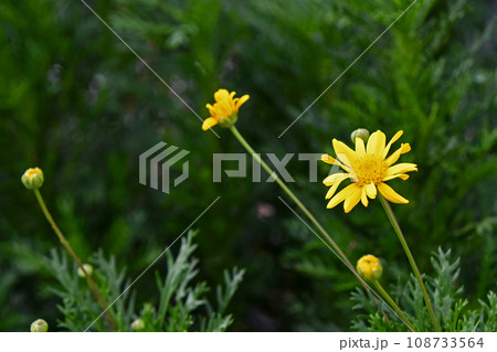 ユリオプスデージー 108733564