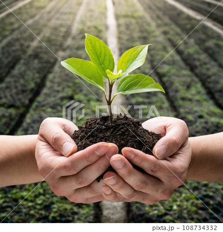 両手で抱える苗木 108734332