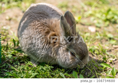 春うさぎ 108734680