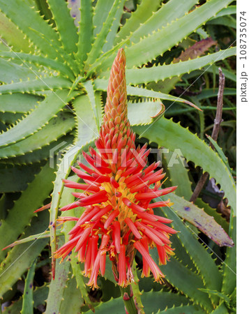 アロエの花 アロエの花 108735074