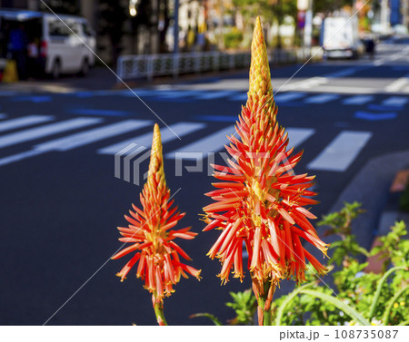 アロエの花 アロエの花 108735087